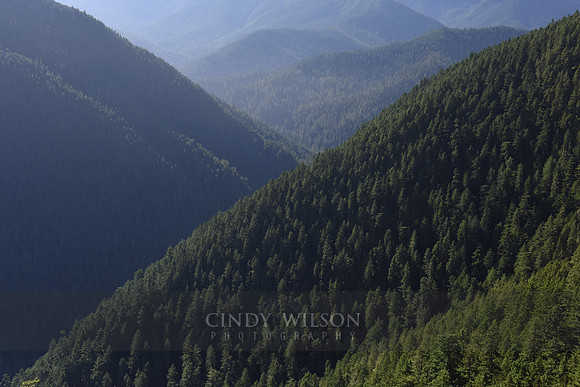 Layers, Hurricane Ridge, WA