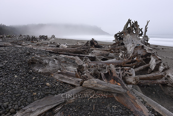 Driftwood, First Beach, Wa
