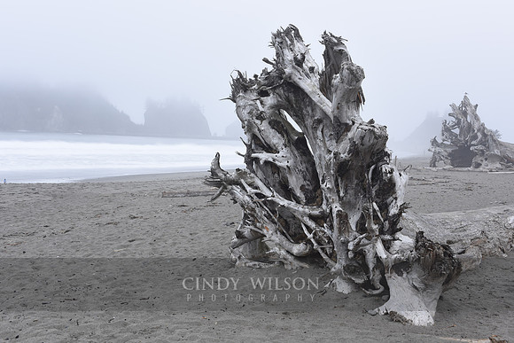 Driftwood, First Beach, Wa