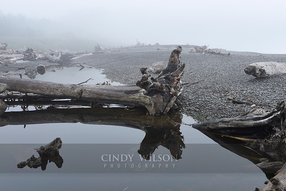 Driftwood, First Beach, Wa