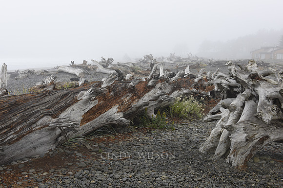 Driftwood, First Beach, Wa