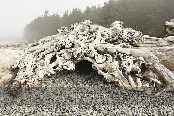 Driftwood, First Beach, Wa