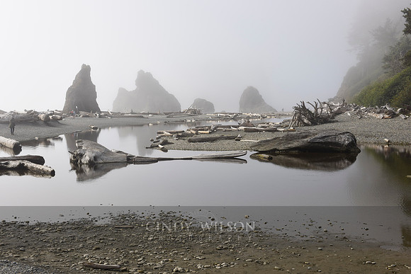 Reflections in the Mist, Ruby Beach, WA