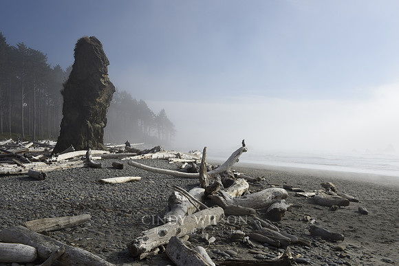 Sea Stack, Ruby Beach, WA