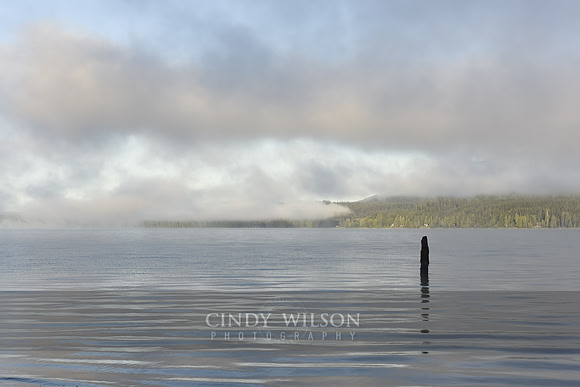 Misty Sunrise, Lake Quinault, WA