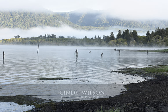 Misty Sunrise, Lake Quinault, WA