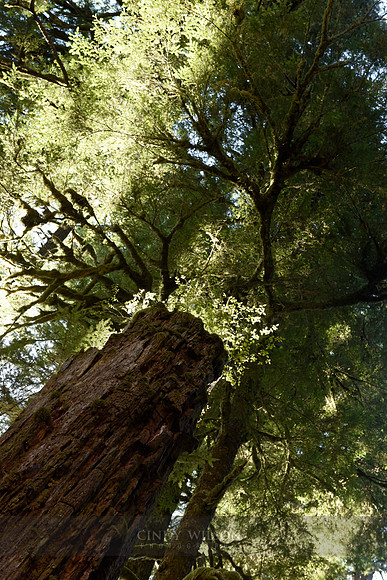 The Quinault Rain Forest, WA
