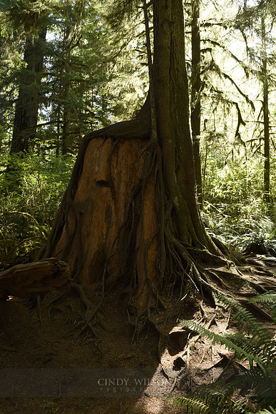 The Quinault Rain Forest, WA