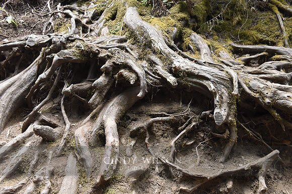 The Quinault Rain Forest, WA