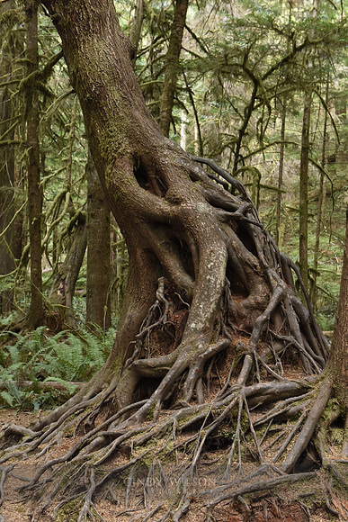 The Quinault Rain Forest, WA