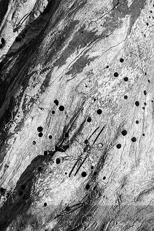 Pilcrows in a Cherry Tree