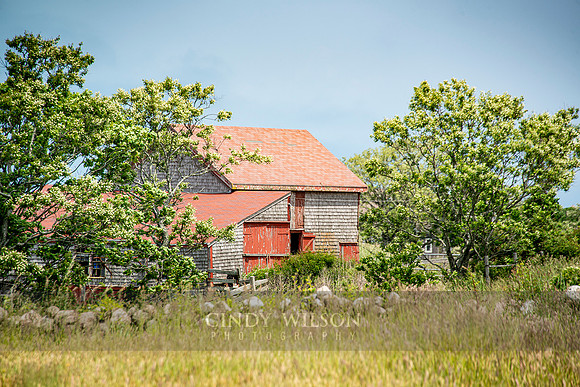 Barn Grasses, Block Island