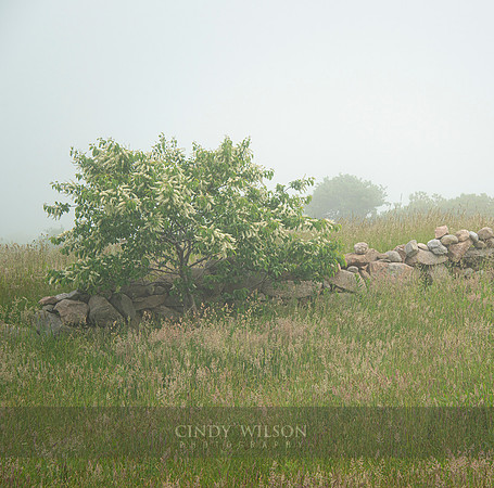 Fresh Mist, Block Island