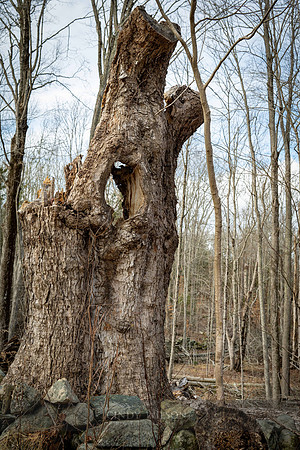 Holy Oak, Preston City