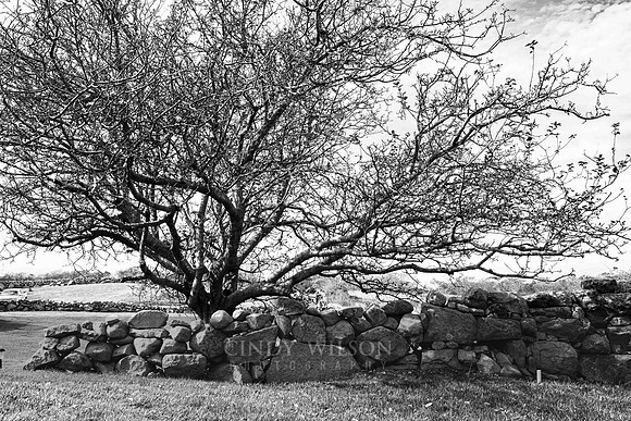 Tree and Stone Wall, Block Island