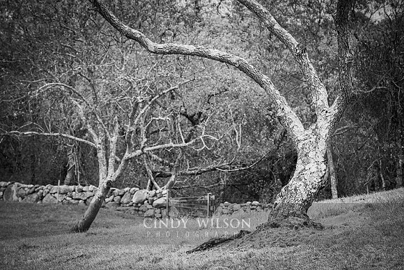 Dancing Trees, Block Island