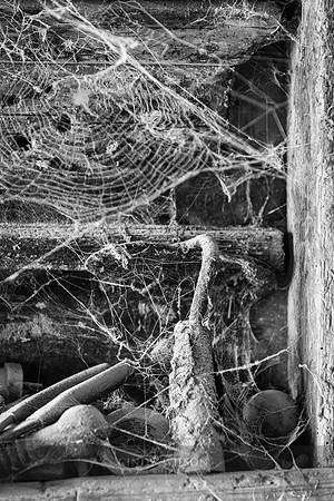 Webs