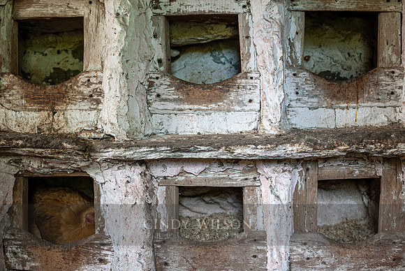 Chicken Coop Hideaway