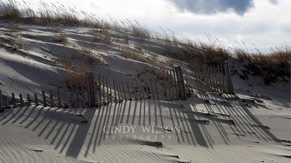 Dunes in the Wind, Martha's Vineyard