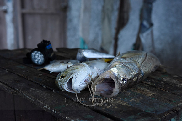 The morning catch, Gibara