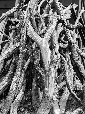 A Snarl of Roots, Wyoming