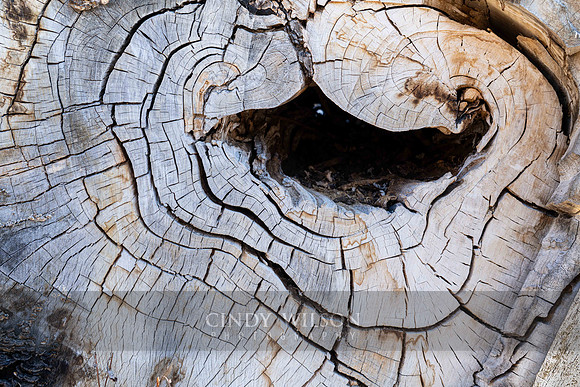 Laughing Log, Collinsville