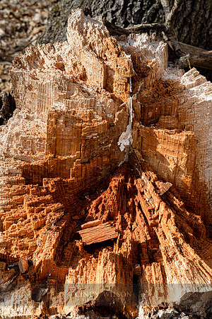 Canyon in Wood, Canton, CT