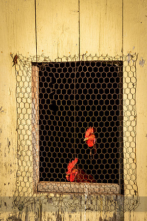 Roosters, Saunderstown