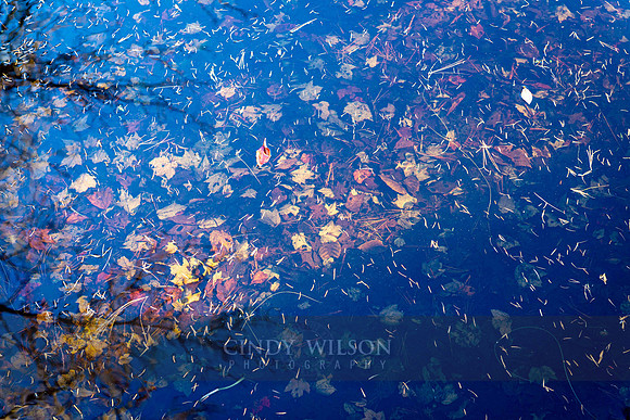 Layers of Leaves