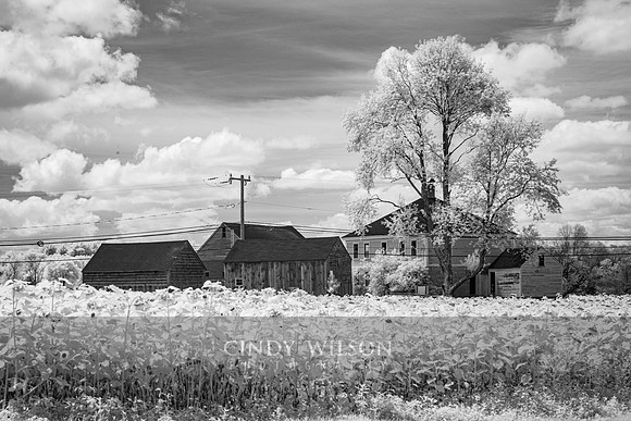 Infared Sunflowers, Griswold