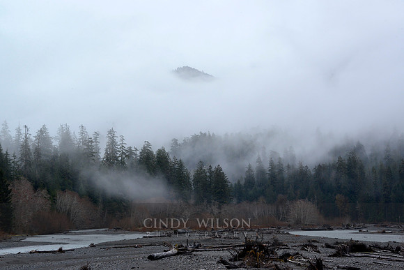 Shrouded in Fog, Hoh River