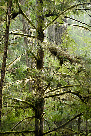 Tree, Hoh Rainforest, WA