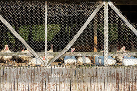 Turkeys