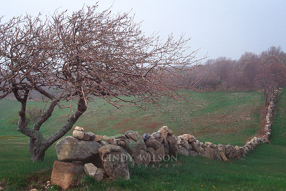Stone Wall and Tree