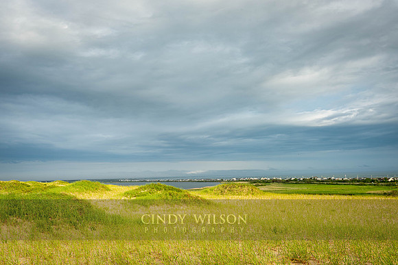Dune Grasses, Provincetown_94
