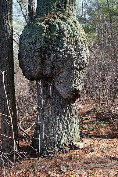 Bear Burl