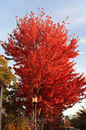 Tree on Fire, Wickford Village