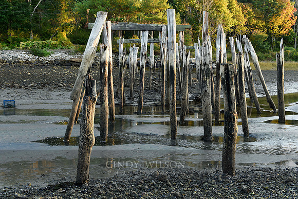 Pilings, York River, York, ME