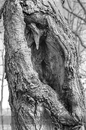 The Yawning Tree