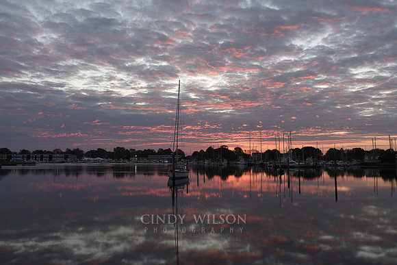Speckled Sunrise, Wickford