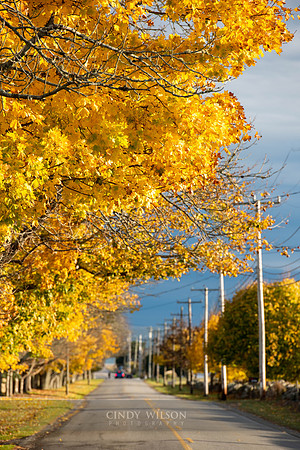 Autumn Leaves, Westport