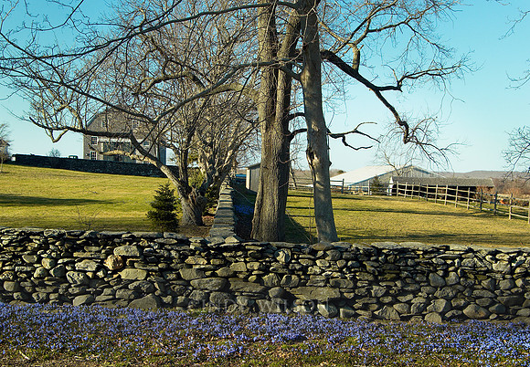 Purple Spring, Tiverton