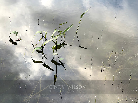Pond Stalks