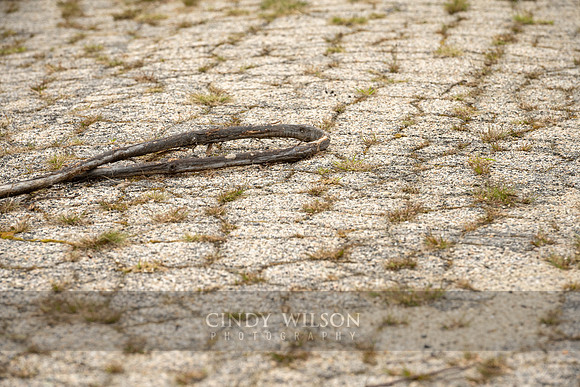 Noose on a Cracked Road