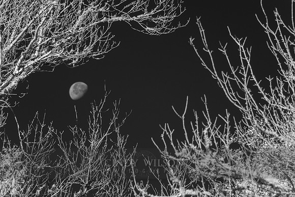 Infared Moon