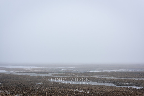 Marsh Fog, Provincetown