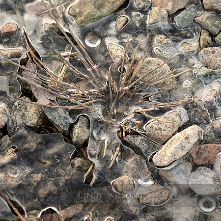Weed in Ice