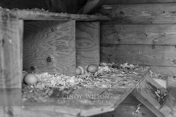 Hen House, Sea View, PEI