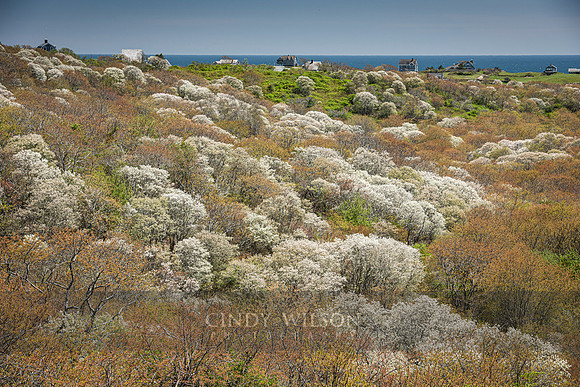 Rodman's Hollow with Shad, Block Island