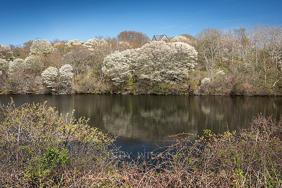 Shad Reflection, Block Island